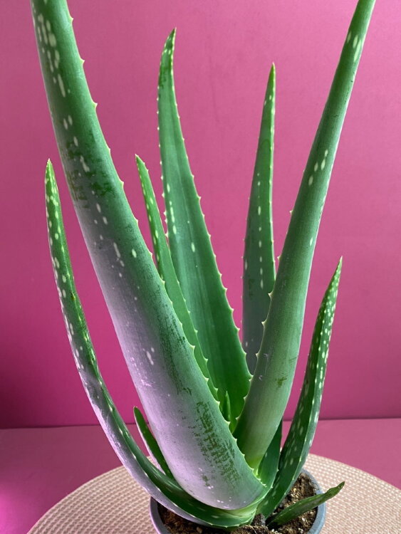 Алоэ Вера ⌀12 45 см 