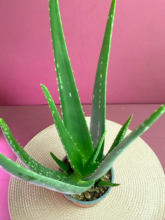 Алоэ Вера ⌀12 45 см 