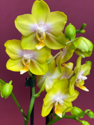 Орхидея Фаленопсис Голден Трежер 2 ст
