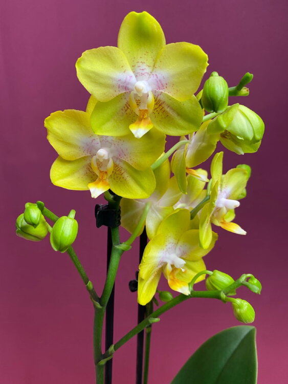 Орхидея Фаленопсис Голден Трежер 2 ст 