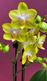 Орхидея Фаленопсис Голден Трежер 2 ст 