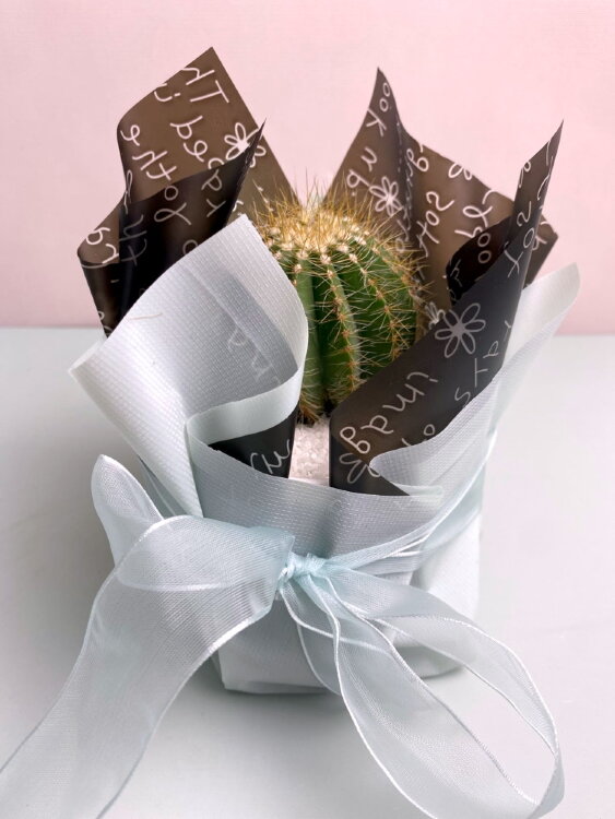 Подарочная упаковка кактусов (Пример) 
