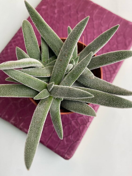 Крассула Тенелли ⌀5  Крассула Тенелли ⌀5