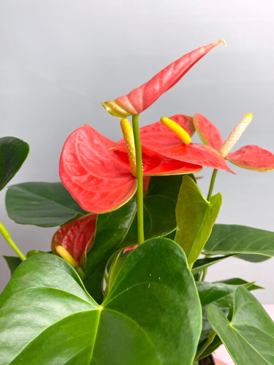 Антуриум Оранж Кинг ⌀17 60 см 