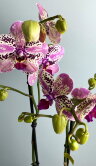 Орхидея Фаленопсис Фронтера 2 ст 