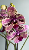 Орхидея Фаленопсис Фронтера 2 ст 
