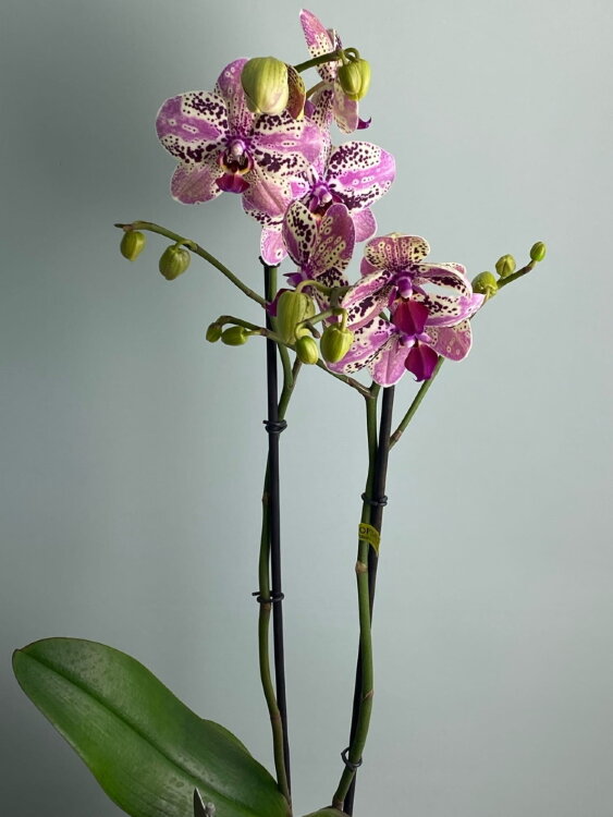 Орхидея Фаленопсис Фронтера ⌀12 65 см 