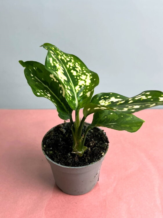 Аглаонема Сноуфлейк ⌀6 