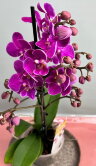 Орхидея мультифлора Вайолет Биг Лип 
