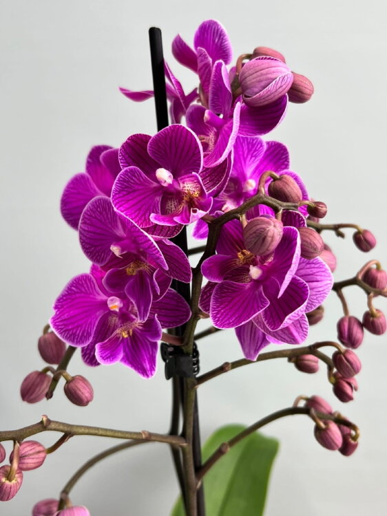 Орхидея мультифлора Вайолет Биг Лип 