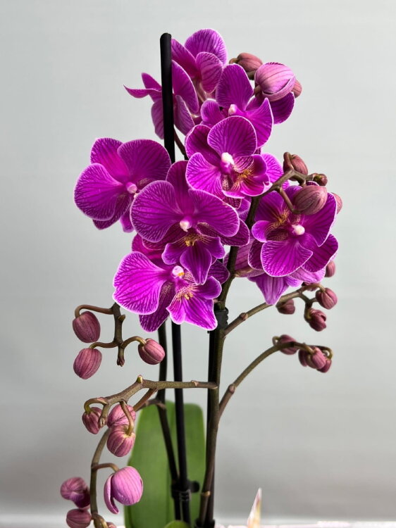Орхидея мультифлора Вайолет Биг Лип 