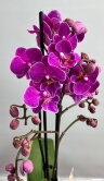 Орхидея мультифлора Вайолет Биг Лип 