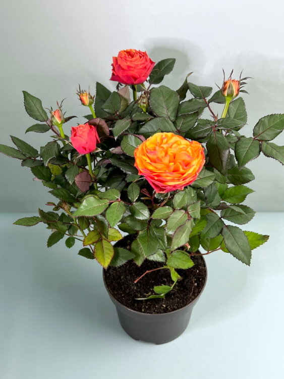 Роза Кордана Гранде оранжевая ⌀10 30 см 