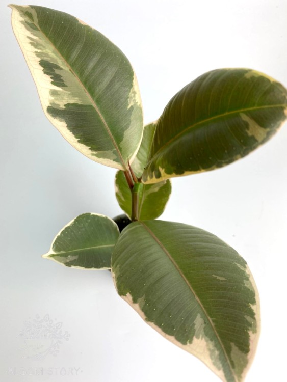 Фикус эластика Тинеке ⌀8 20 см 