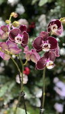Орхидея Фаленопсис Азиан Пёрл ⌀12 60 см 