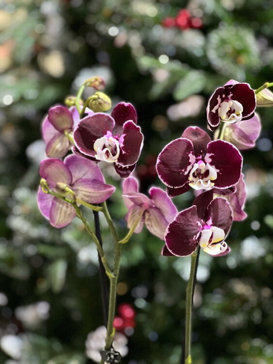 Орхидея Фаленопсис Азиан Пёрл ⌀12 60 см  Орхидея Фаленопсис Азиан Пёрл ⌀12 60 см