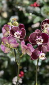 Орхидея Фаленопсис Азиан Пёрл ⌀12 60 см 