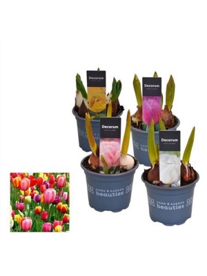 Тюльпан Микс цветов ⌀9 (заказ от 18 шт)