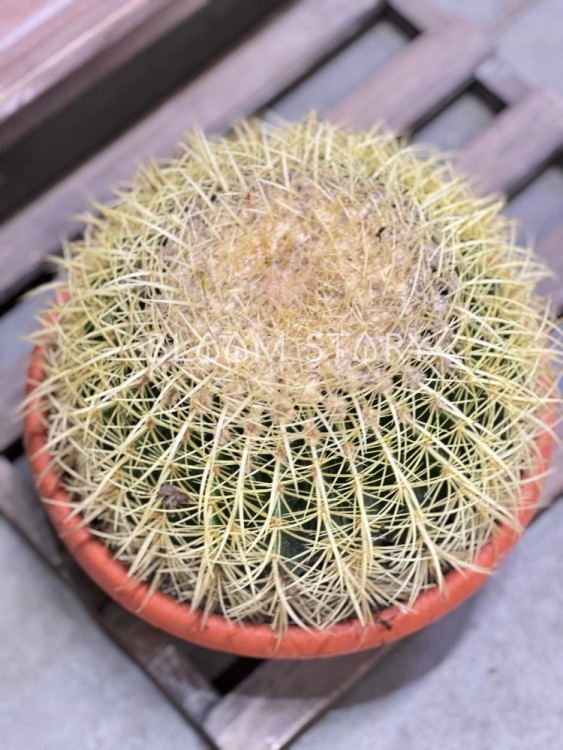 Эхинокактус Грузони ⌀25 