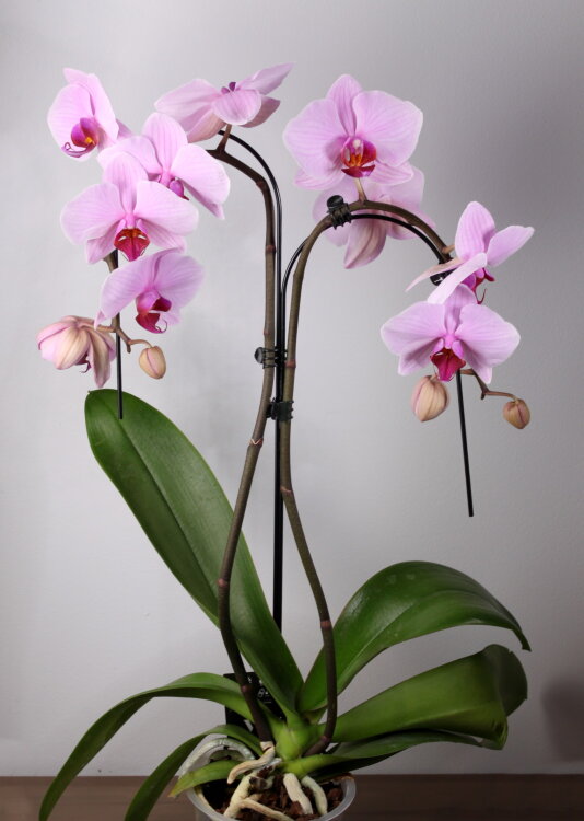Орхидея Фаленопсис Двойной Каскад 