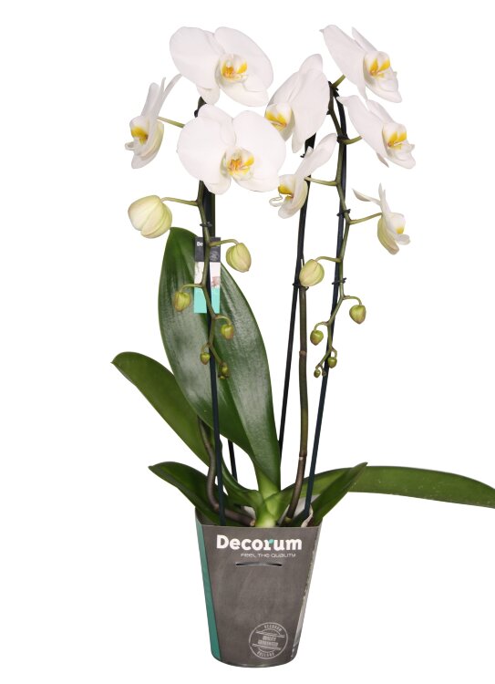 Орхидея Фаленопсис Двойной Каскад 