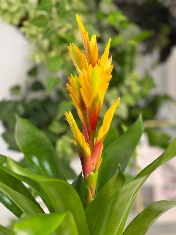 Вриезия Дельфинус ⌀12 30 см  Вриезия Дельфинус ⌀12 30 см