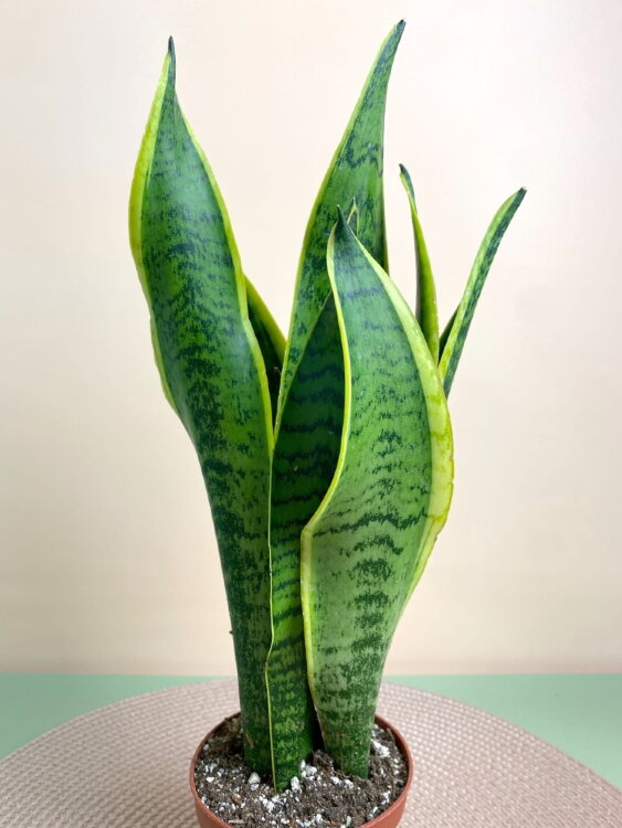 Сансевиерия Лауренти ⌀9 30 см 
