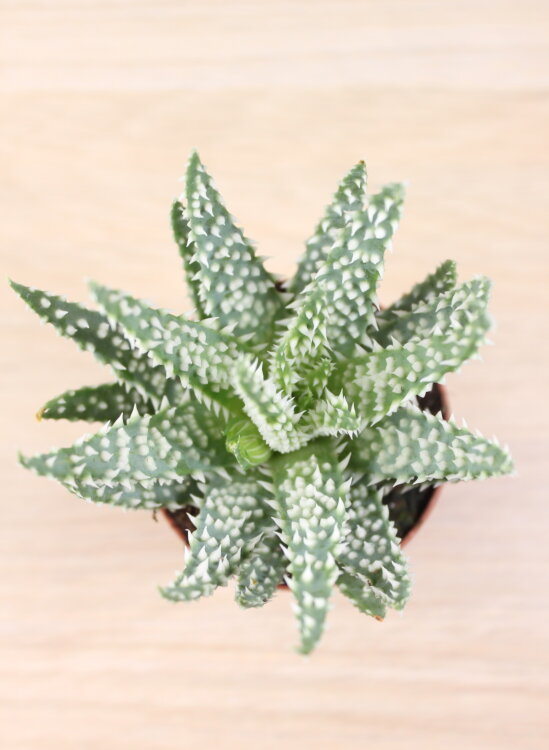 Алоэ Хумилис ⌀7 