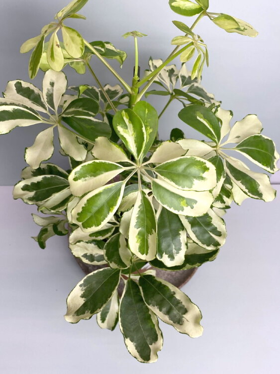 Шеффлера Шарлотта ⌀13 45 см 