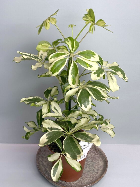 Шеффлера Шарлотта ⌀13 45 см 