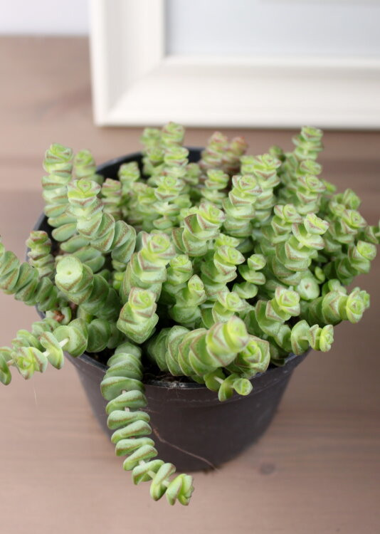 Крассула Марниериана ⌀10 