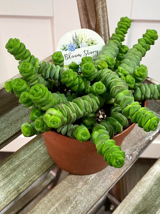 Крассула Марниериана ⌀10  Крассула Марниериана ⌀10