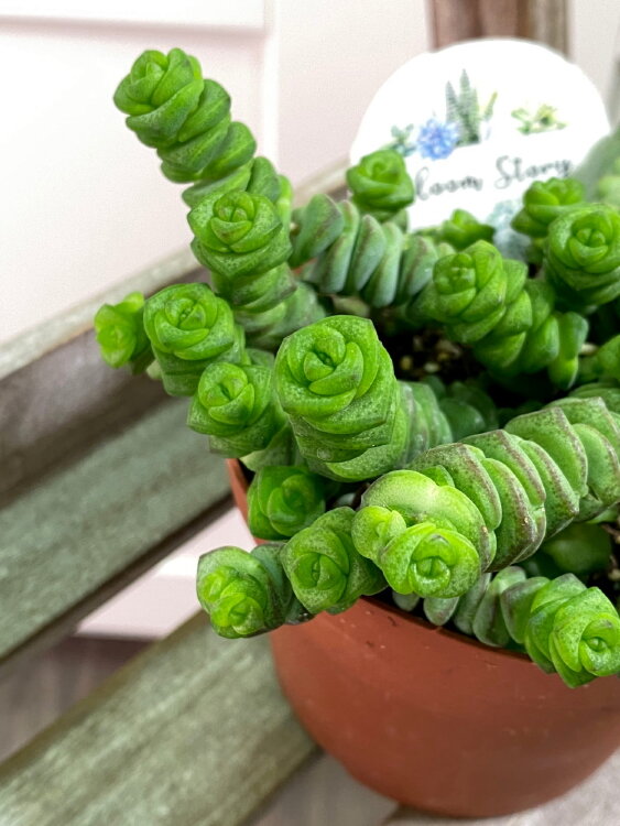 Крассула Марниериана ⌀10  Крассула Марниериана ⌀10