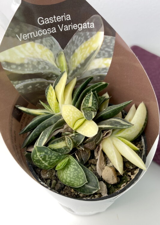 Гастерия Веррукоза Вариегатная ⌀7 