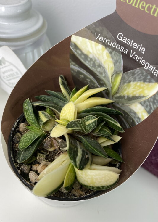 Гастерия Веррукоза Вариегатная ⌀7 