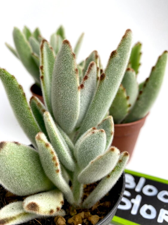 Каланхоэ Томентоза ⌀7 