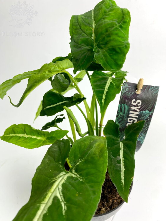 Сингониум Вендланда ⌀12 25 см 