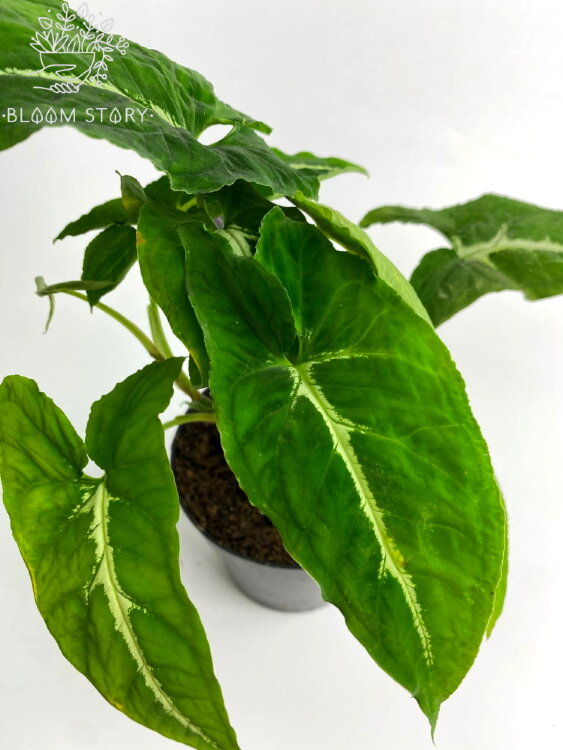 Сингониум Вендланда ⌀12 25 см 