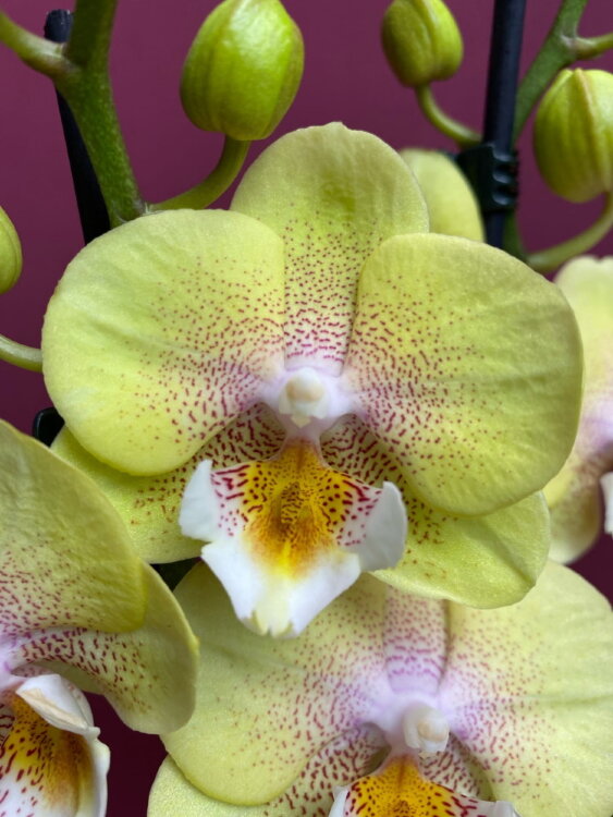 Орхидея Фаленопсис Карен Биг лип 