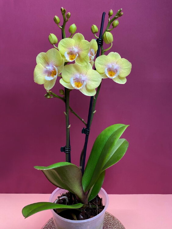 Орхидея Фаленопсис Карен Биг лип 