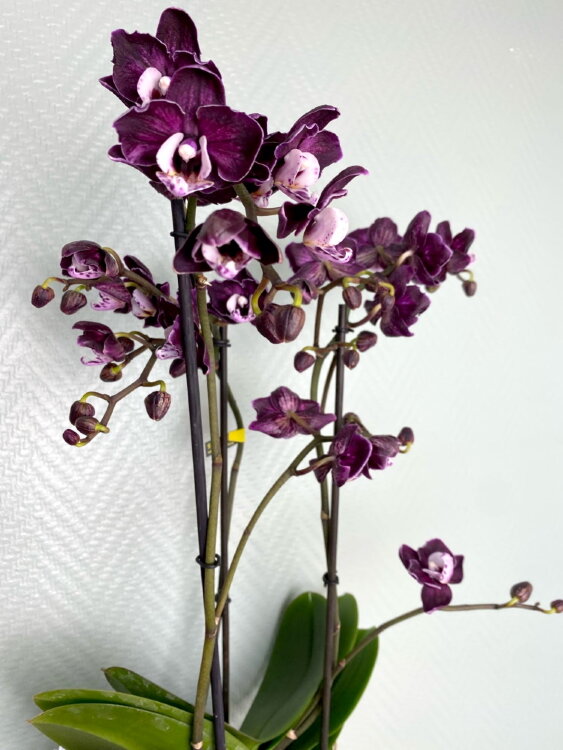Орхидея Фаленопсис Блэк Энджл 