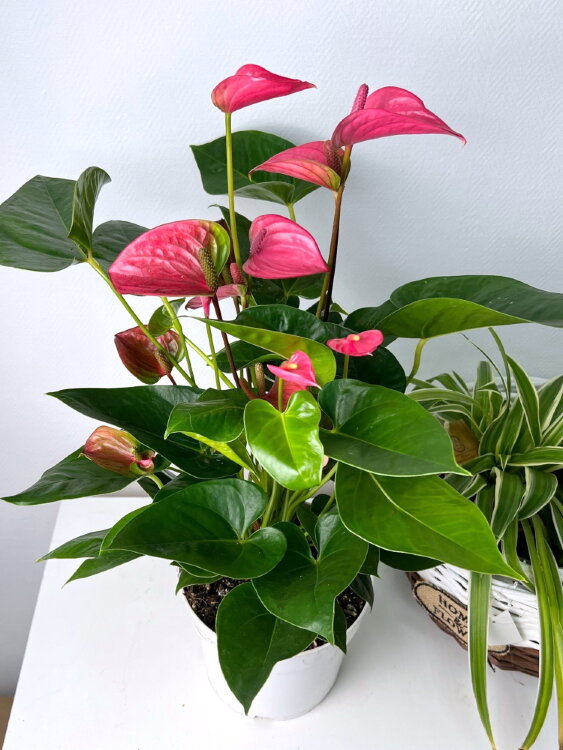 Антуриум розовый Пинк Чемпион ⌀17 60 см 