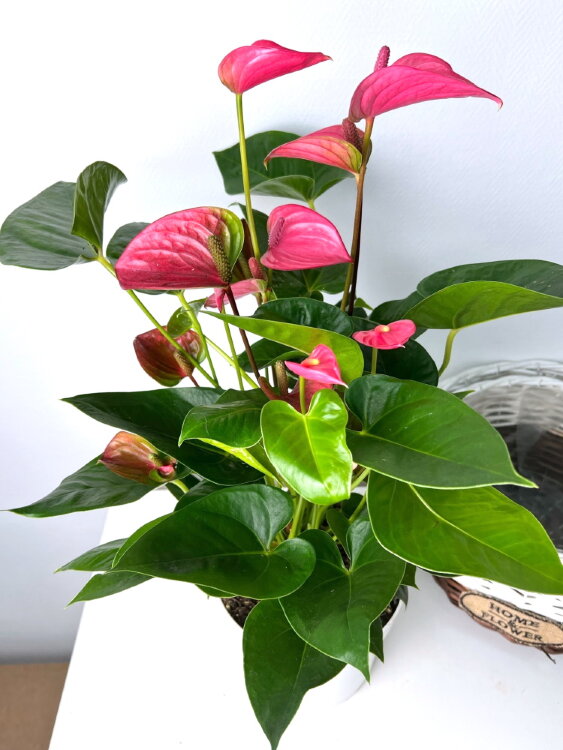 Антуриум розовый Пинк Чемпион ⌀17 60 см 