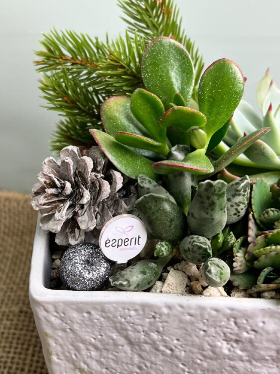 Композиция из суккулентов в керамике Глазго 