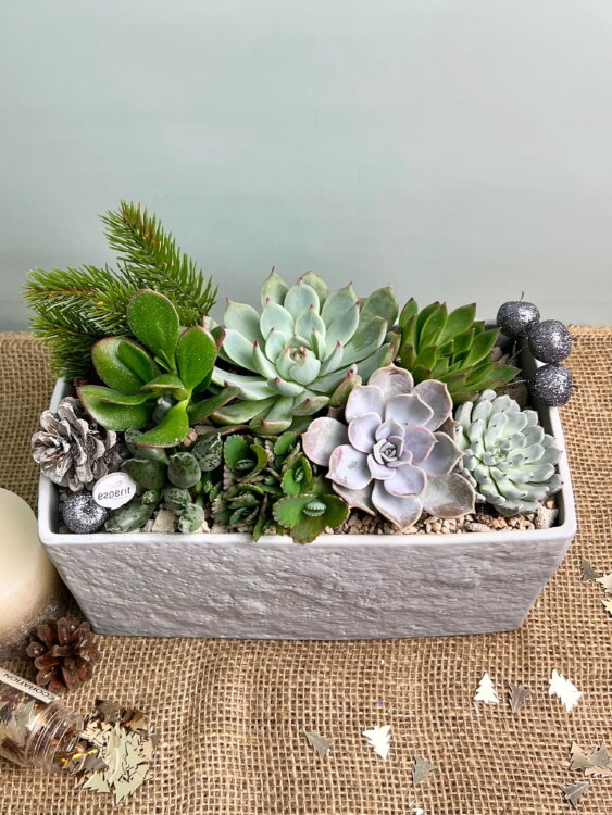 Композиция из суккулентов в керамике Глазго 