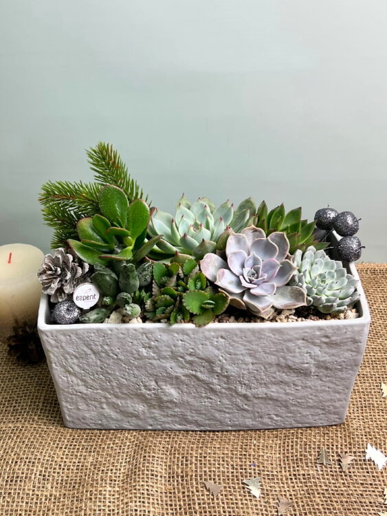 Композиция из суккулентов в керамике Глазго 