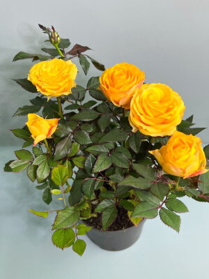 Роза Кордана Гранде жёлтая ⌀10 30 см
