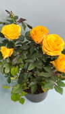 Роза Кордана Гранде жёлтая ⌀10 30 см 