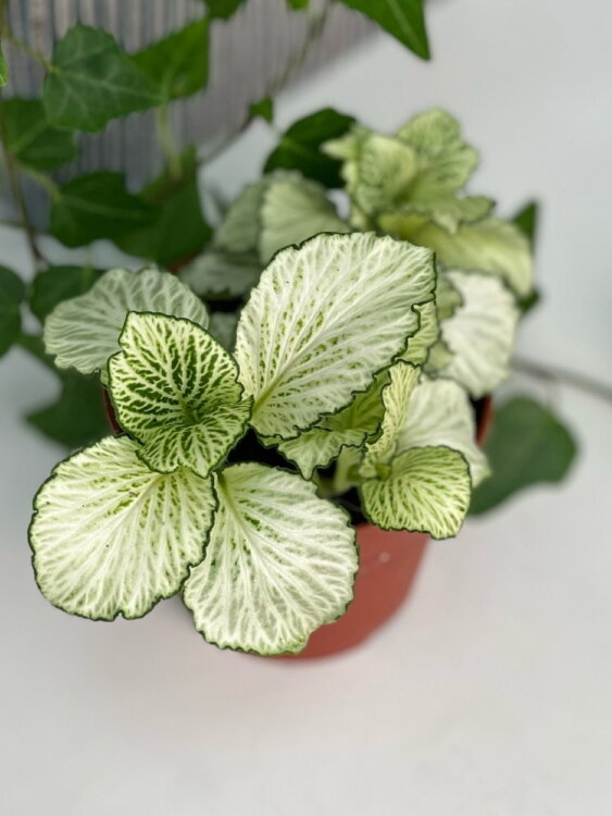 Фиттония белая Энджел Вингс ⌀8  Фиттония белая Энджел Вингс ⌀8