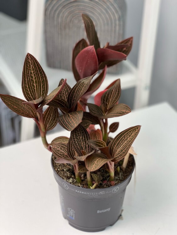 Орхидея Лудизия гибридная ⌀12 30 см  Орхидея Лудизия гибридная ⌀12 30 см